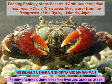 Feeding Ecology of the Sesarmid Crab Neosarmatium trispinosum Davie (Crustacea: Brachyura) from the Mangroves of the Ryukyu Islands, Japan MS ISLAM, T.