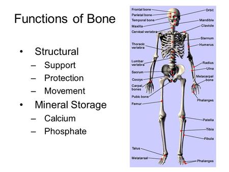 Functions of Bone Structural –Support –Protection –Movement Mineral Storage –Calcium –Phosphate.