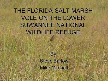 THE FLORIDA SALT MARSH VOLE ON THE LOWER SUWANNEE NATIONAL WILDLIFE REFUGE By: Steve Barlow Mike Mitchell.