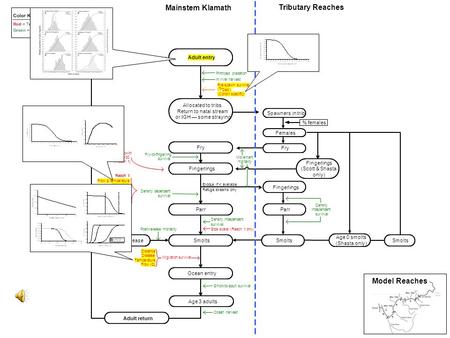 Adult entry Allocated to tribs Return to natal stream or IGH — some straying Spawners in trib Females Fry Fingerlings Parr Smolts Ocean entry Fingerlings.