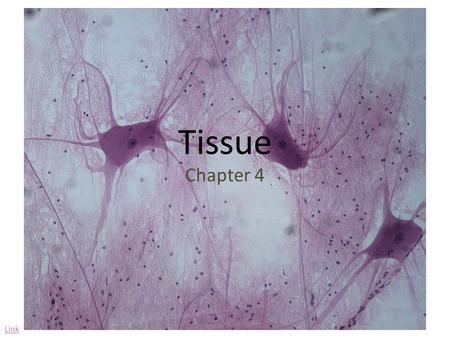 Tissue Chapter 4 Link.