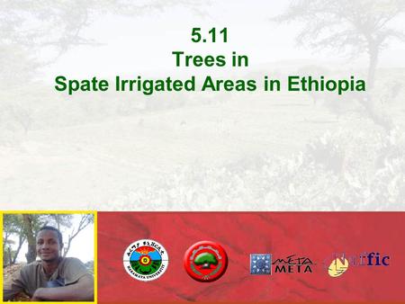 5.11 Trees in Spate Irrigated Areas in Ethiopia. No Tree SpeicesHighlandMidlan d LowlandSiteCharacteristics 1Acacia abyssinicaxxFedisShade 2Acacia albida.