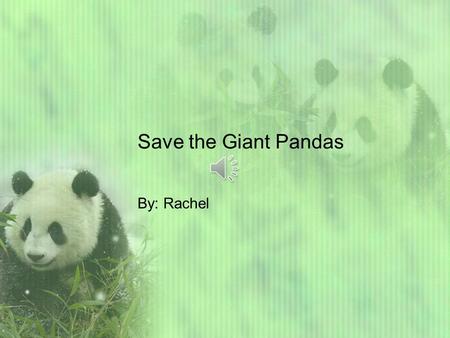 Save the Giant Pandas By: Rachel Welcome readers. Lets learn about giant pandas. Giant pandas generally live in China. The Giant Pandas habitat is in.