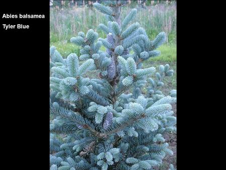 Abies balsamea Tyler Blue. Abies concolor Compacta.