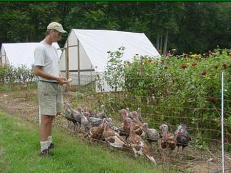 Poultry for Pest Management Debbie Roos North Carolina Cooperative Extension Chatham County Center.