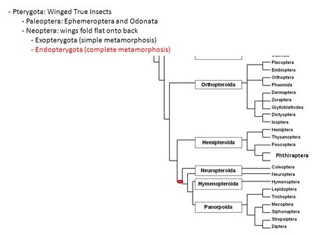 - Pterygota: Winged True Insects - Paleoptera: Ephemeroptera and Odonata - Neoptera: wings fold flat onto back - Exopterygota (simple metamorphosis) -