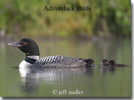 Adirondack Birds. Creeper Family Certhiidae Creeper Family Certhiidae.