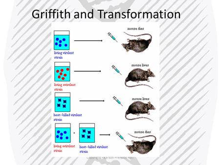 Griffith and Transformation