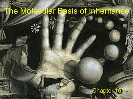 The Molecular Basis of Inheritance