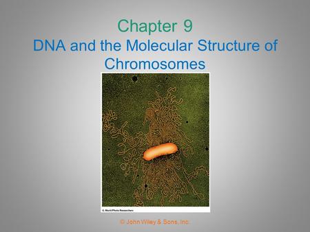 Chapter 9 DNA and the Molecular Structure of Chromosomes