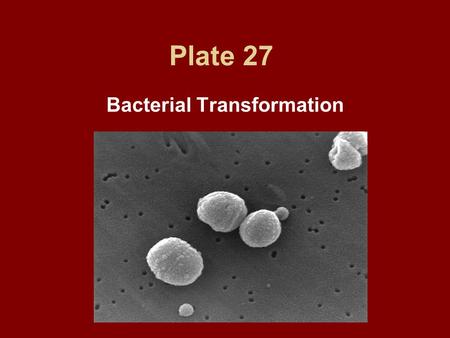 Bacterial Transformation