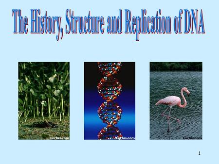 1 2 History of DNA Early scientists thought protein was the cell’s hereditary material because it was more complex than DNA Proteins were composed of.