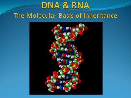 By the 1940’s, scientists knew that chromosomes carried hereditary material and consisted of DNA and proteins. Most thought proteins were the genetic.