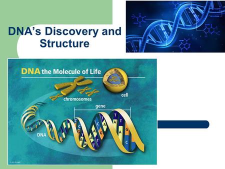 DNA’s Discovery and Structure. Scientists that determined DNA’s Structure and Importance 1866 Gregor Mendel – demonstrated that parents pass traits.