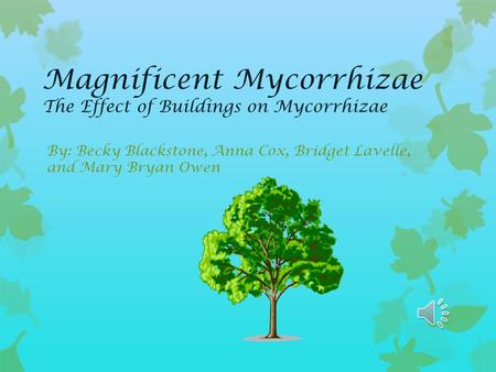 Magnificent Mycorrhizae The Effect of Buildings on Mycorrhizae By: Becky Blackstone, Anna Cox, Bridget Lavelle, and Mary Bryan Owen.