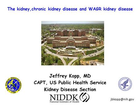 The kidney,chronic kidney disease and WAGR kidney disease