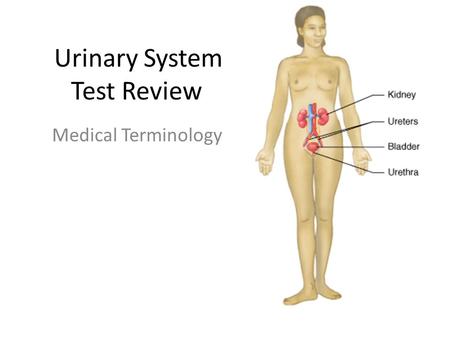 Urinary System Test Review