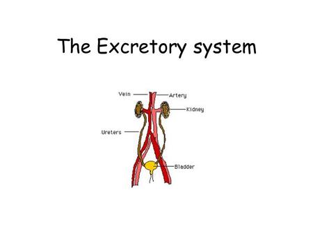 The Excretory system.