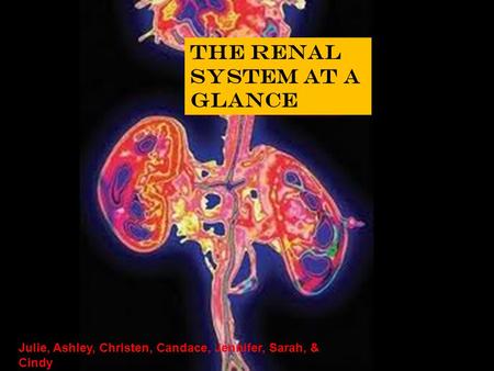 THE RENAL SYSTEM AT A GLANCE Julie, Ashley, Christen, Candace, Jennifer, Sarah, & Cindy.