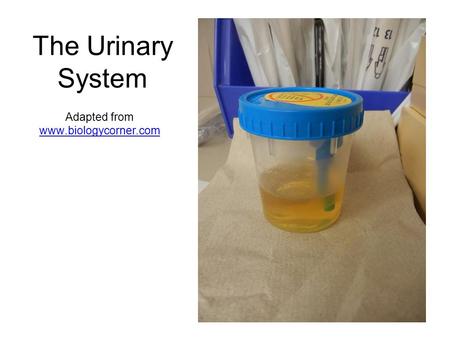 The Urinary System Adapted from www.biologycorner.com www.biologycorner.com.