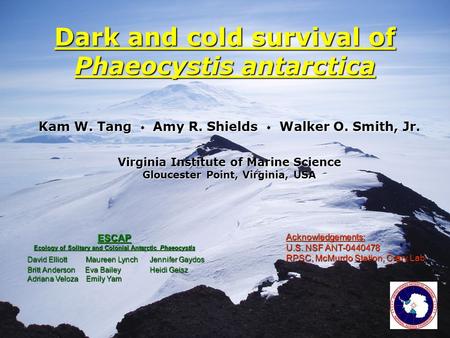 Kam W. Tang  Amy R. Shields  Walker O. Smith, Jr. Virginia Institute of Marine Science Gloucester Point, Virginia, USA Dark and cold survival of Phaeocystis.