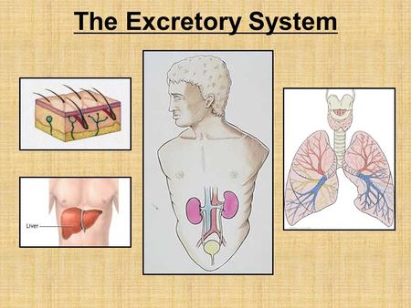 The Excretory System.