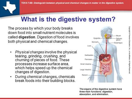 What is the digestive system?