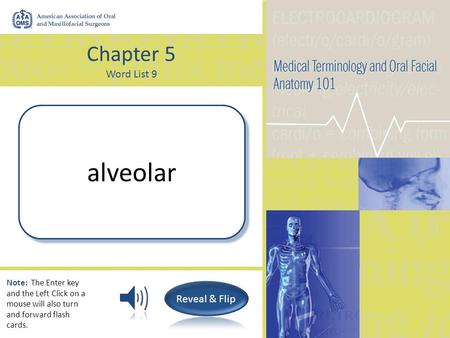 Chapter 5 Word List 9 (Pertaining to) A hollow cavity or pit (tooth socket) alveolar Note: The Enter key and the Left Click on a mouse will also turn.