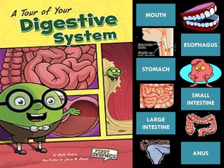 MOUTH ESOPHAGUS ANUS LARGE INTESTINE SMALL INTESTINE STOMACH.