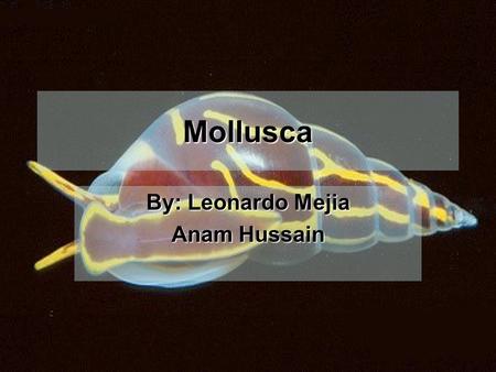 Mollusca By: Leonardo Mejia Anam Hussain. Taxonomic Ranking Domain – EukaryaDomain – Eukarya Kingdom – AnimaliaKingdom – Animalia Phylum - MolluscaPhylum.