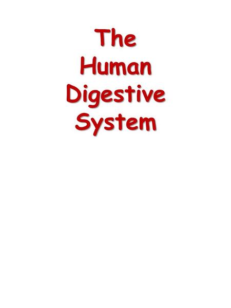 The Human Digestive System