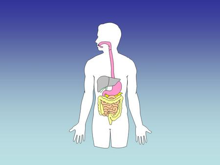 1 2 3 4 5 6 A B C 1 - - Softens and moistens food, saliva begins breaking down starchy foods into sugar. Mouth 2 - - smooth muscular tube through which.