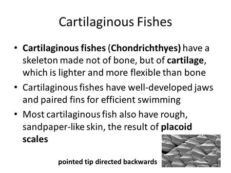 Cartilaginous Fishes Cartilaginous fishes (Chondrichthyes) have a skeleton made not of bone, but of cartilage, which is lighter and more flexible than.