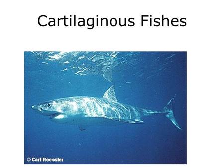 Cartilaginous Fishes. Skeletal Differences.