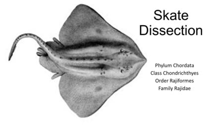 Phylum Chordata Class Chondrichthyes Order Rajiformes Family Rajidae