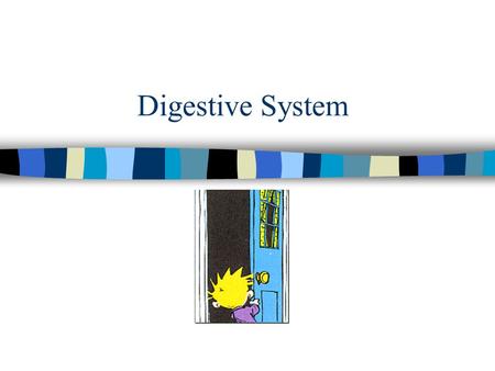 Digestive System.