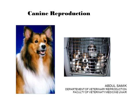 Canine Reproduction ABDUL SAMIK DEPARTEMENT OF VETERINARY REPRODUCTION