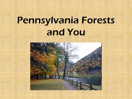 Pennsylvania Forests and You. “Penn’s Woods” Pennsylvania was founded by a Quaker, William Penn. In 1681, Penn’s Woods included more than 28 million acres.