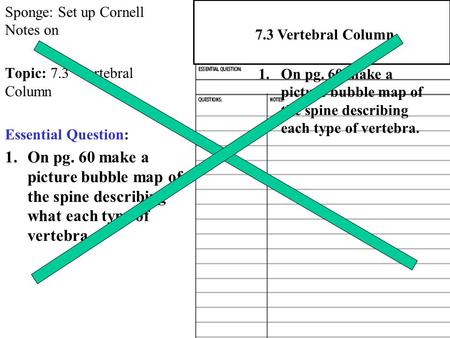 Sponge: Set up Cornell Notes on Topic: 7.3 Vertebral Column Essential Question: 1.On pg. 60 make a picture bubble map of the spine describing what each.