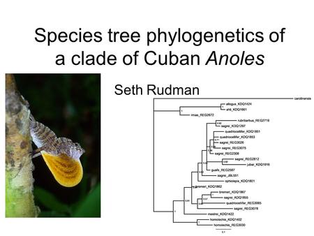 Species tree phylogenetics of a clade of Cuban Anoles Seth Rudman.