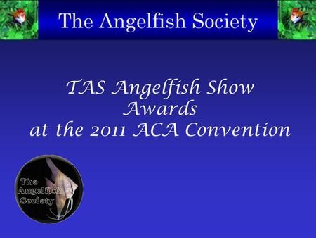 TAS Angelfish Show Awards at the 2011 ACA Convention.