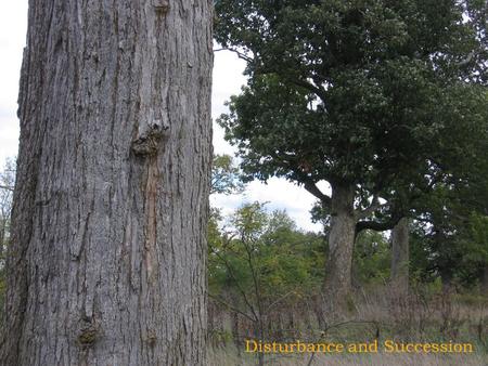 Disturbance and Succession. Primary succession is a process that generally involves: 1) the accumulation of organic matter- wind blown debris, insects.