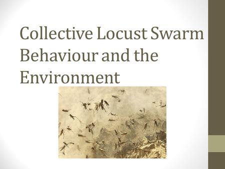 Collective Locust Swarm Behaviour and the Environment.