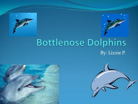 By: Lizzie P.. Table of contents Introduction Slide 1 What is a bottlenose dolphin?Slide 2 Where does a bottlenose dolphin live? Slide 3 and 4 Where is.