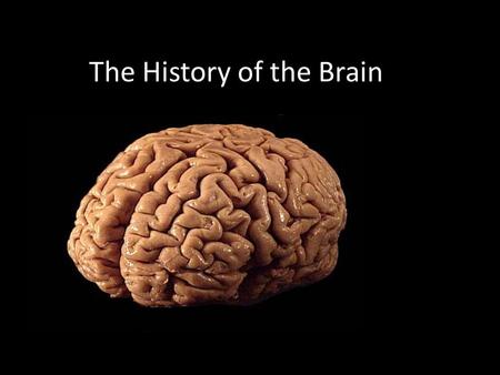 The History of the Brain. 1.7 million BP Homo ergaster emerged in Africa. Lived on the ground. Shortened gut/larger brain. Long period of infant dependency.