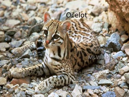 Ocelot by Ashlyn Ms.Winberg.