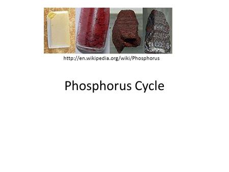 Phosphorus Cycle