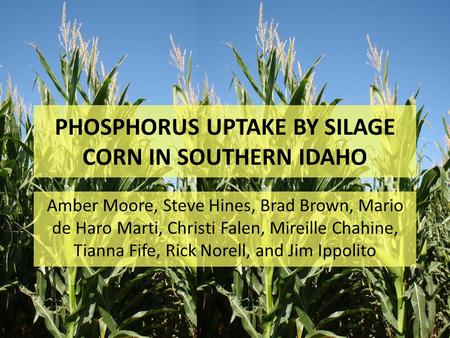 PHOSPHORUS UPTAKE BY SILAGE CORN IN SOUTHERN IDAHO Amber Moore, Steve Hines, Brad Brown, Mario de Haro Marti, Christi Falen, Mireille Chahine, Tianna Fife,