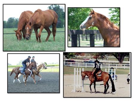 Horse Nutrition Bob Coleman Ph. D. PAS Extension Horse Specialist.