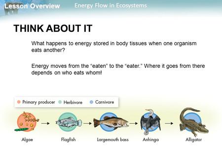 THINK ABOUT IT What happens to energy stored in body tissues when one organism eats another? Energy moves from the “eaten” to the “eater.” Where it goes.